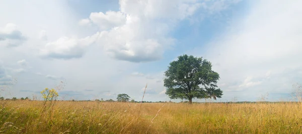 Osamělý Stojící Dub Zeleném Letním Poli — Stock fotografie