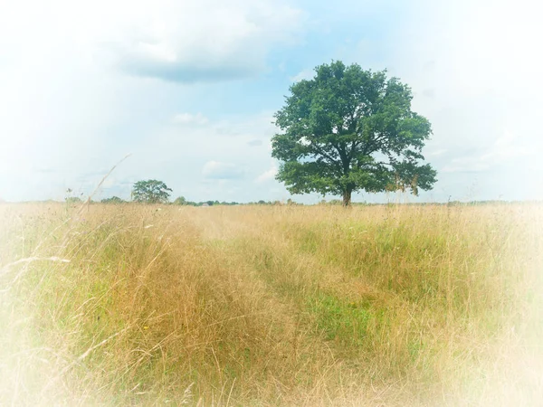 Lonely Standing Oak Tree Green Summer Field — Stock Photo, Image