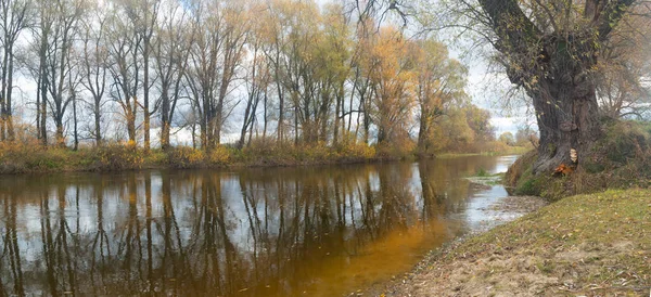 Vecchio Salice Sulla Riva Del Fiume Autunno — Foto Stock