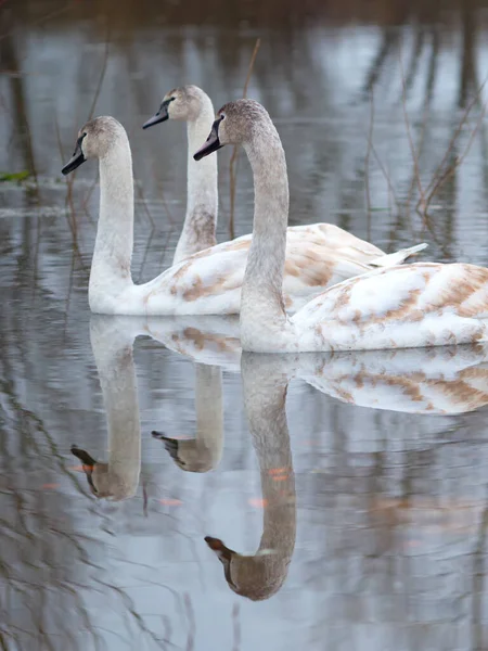 川に白い白鳥水の上に浮かぶ白い白鳥の群れ — ストック写真