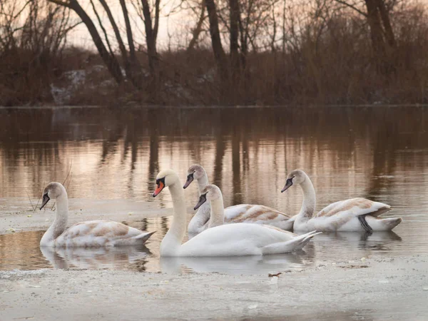 Roztomilá Labutí Rodina Plave Vodách Zimní Řeky — Stock fotografie