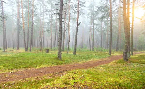 Podzimní Borový Les Časně Ráno — Stock fotografie