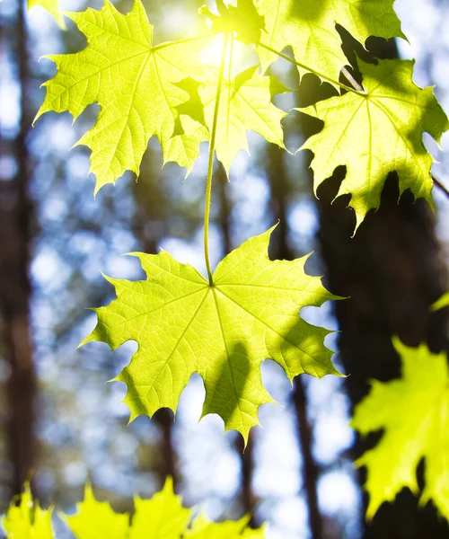 Leaves Maple Branches Spring Wood — Stock Photo, Image