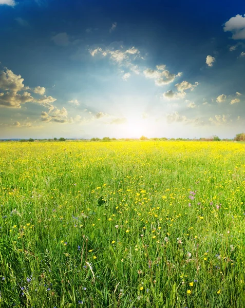 緑の夏の牧草地と暗い夕日の空の花 — ストック写真