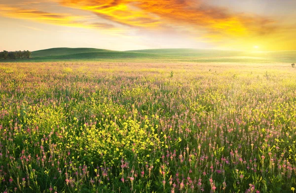 Frühlingswiese Mit Violetten Blüten Zusammensetzung Der Natur — Stockfoto