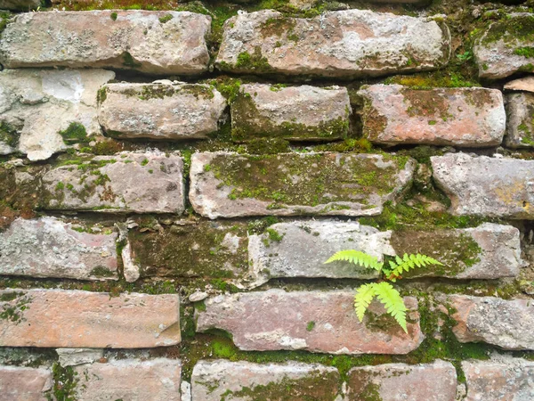 Vieux Mur Briques Recouvert Plantes Par Endroits — Photo