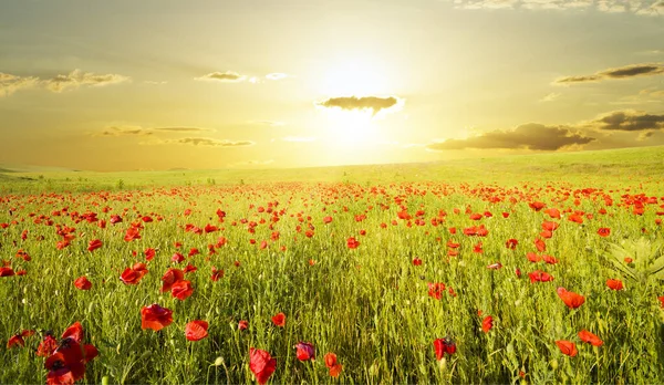 字段与绿草和红罂粟反对落日的天空 免版税图库图片