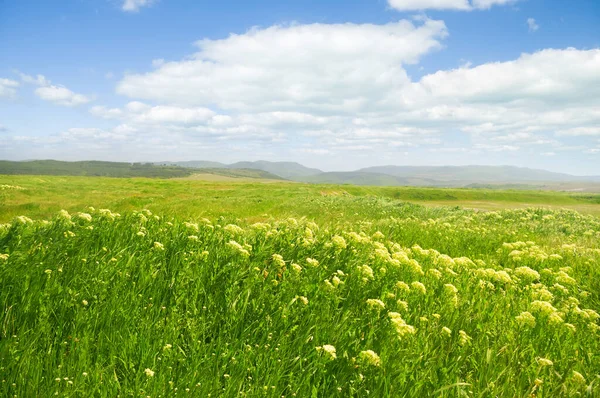 Βουνά Λιβάδι Την Άνοιξη Λευκά Λουλούδια Και Πράσινο Γρασίδι — Φωτογραφία Αρχείου