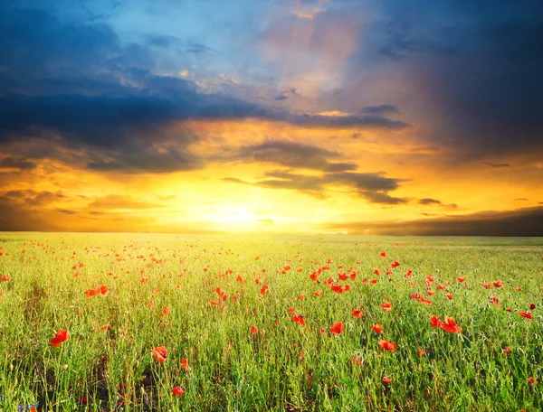 Feld Mit Grünem Gras Und Roten Mohnblumen Gegen Den Abendhimmel — Stockfoto