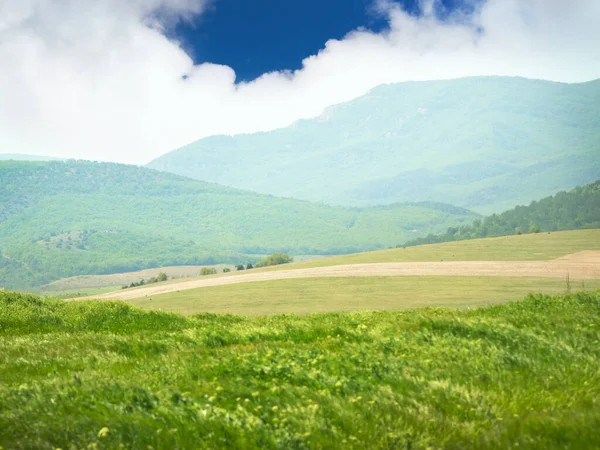Горы Весенний Луг Белые Цветы Зеленая Трава — стоковое фото