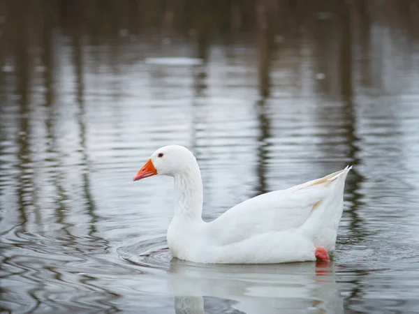 在河里的野生白鹅 在河里的优雅的白鸟 — 图库照片