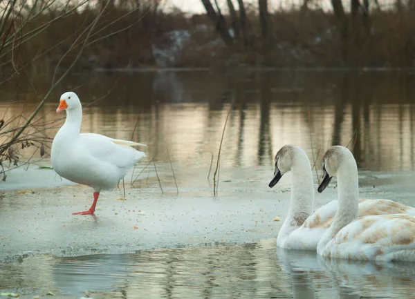 凍った川の氷の上に立つ野生のガチョウ 白い白鳥の群れが水面に浮かんでいる — ストック写真
