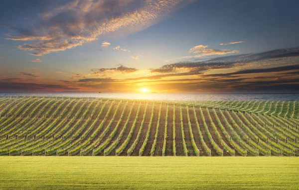 Vineyard Summer Landscape Bright Sunset Valley Grapes Agricultural Industry Harvest — Stock Photo, Image