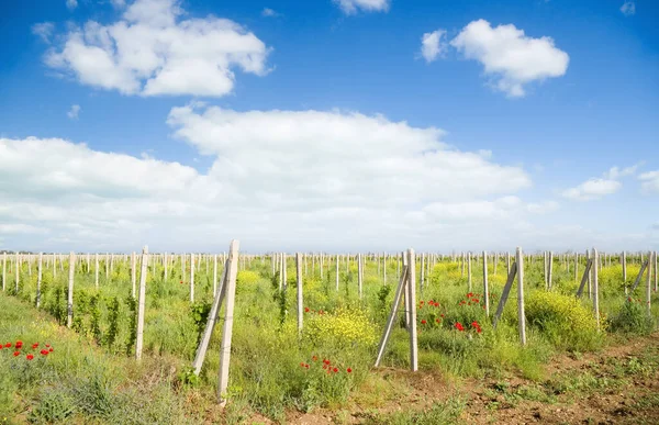 Vineyards Clear Blue Skys Nature Composition — Stock Photo, Image