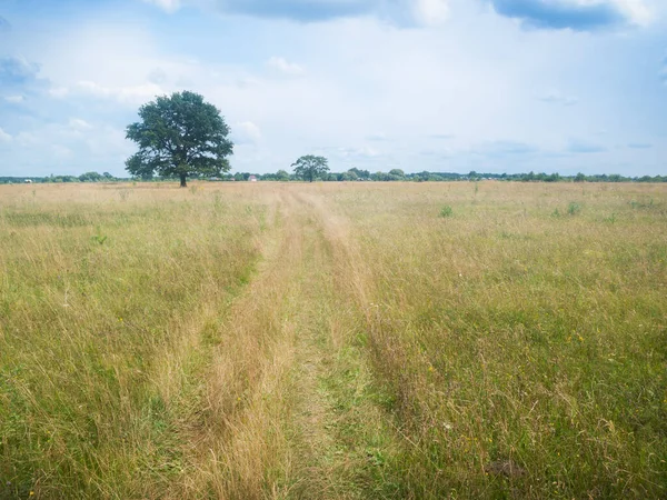 Samotny Stojący Dąb Zielonym Letnim Polu — Zdjęcie stockowe
