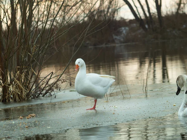 Ganso Salvaje Parado Hielo Río Congelado Una Bandada Cisnes Blancos —  Fotos de Stock