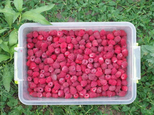 Raspberry Top View Many Ripe Juicy Raspberries — Stock Photo, Image