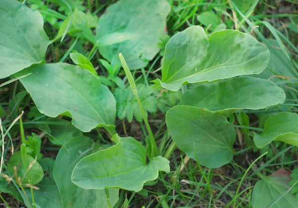 Medicinal plant plantain.Medicinal plant plantain. Medicinal herbs in the summer meadow.