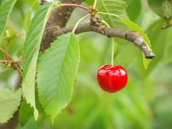 Ripe Cherrie Tree Branch Summer Juicy Fruits Fruit Trees — Stok fotoğraf