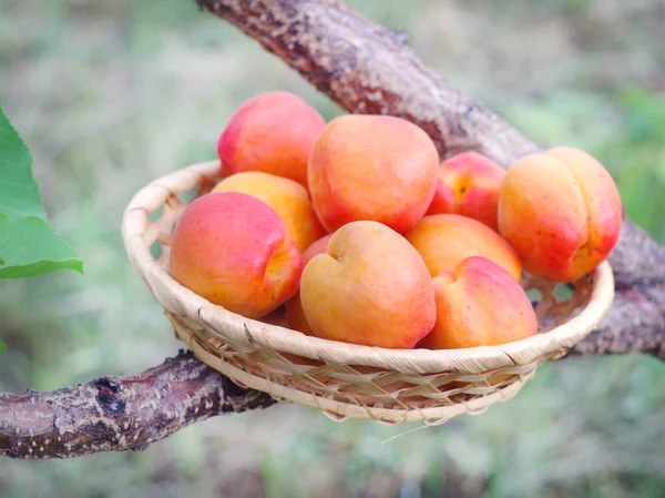 Fruits Abricot Sur Une Assiette Osier Dans Herbe Récolte Estivale — Photo