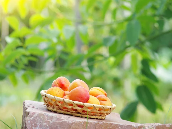 Fruits Abricot Sur Une Soucoupe Osier Debout Sur Une Pierre — Photo