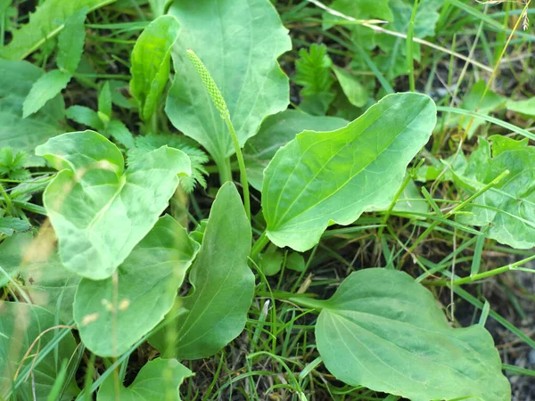 Лекарственные Растения Plantain Medicinal Растительного Подорожника Лечебные Травы Летнем Лугу — стоковое фото