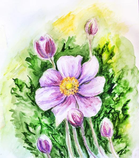 Japanese Anemones flower. Watercolor. — Stock Photo, Image