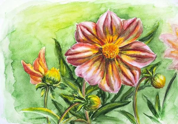 Dahlia flor, pintura em aquarela — Fotografia de Stock