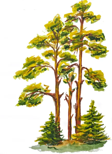L'acquerello di legno di pino isolato su bianco — Foto Stock