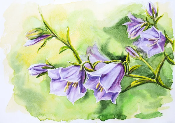 Watercolor painting of the bell flowers — Stock Photo, Image