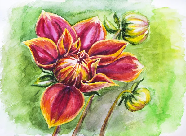 大丽花水彩图库照片 免版税大丽花水彩图片 Depositphotos