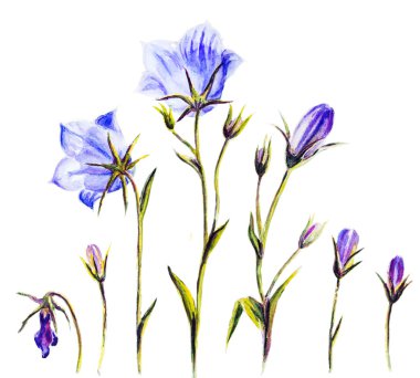 çan çiçekleri suluboya resim