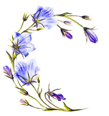 Watercolor painting of the bell flowers clipart