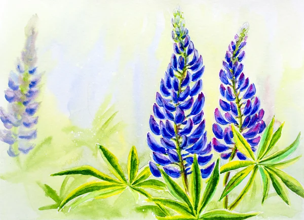 Lupine flowers, watercolor — Stock Photo, Image