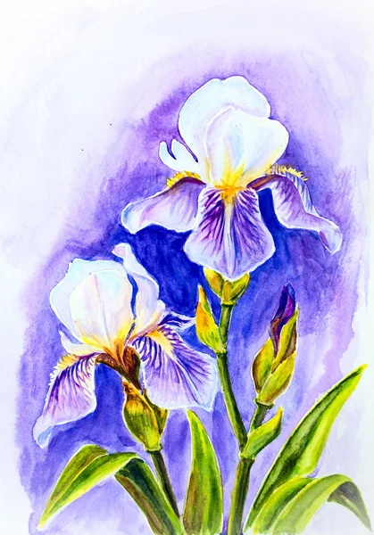 Iris, aquarelle — Photo