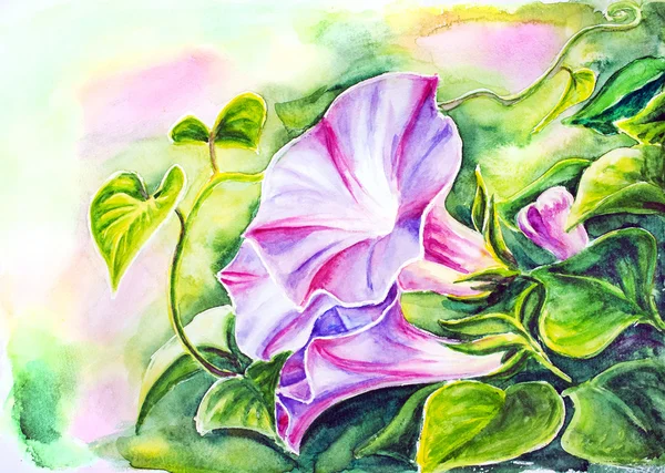 Convolvulus bloemen. Aquarel. — Stockfoto