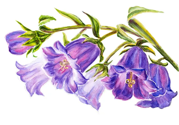 Aquarela pintura das flores do sino — Fotografia de Stock