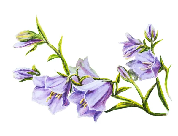 Watercolor painting of the bell flowers — Stock Photo, Image