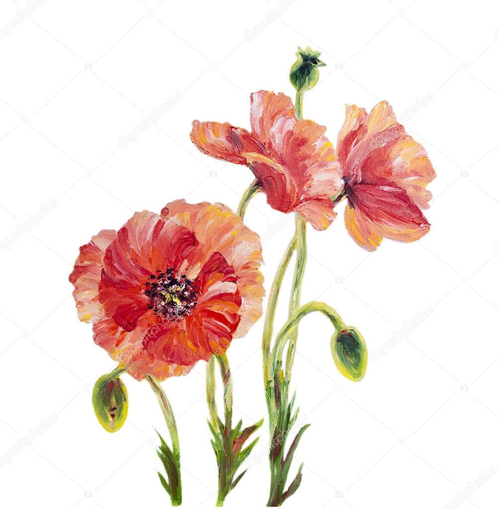 Poppies isolated on white, oil painting