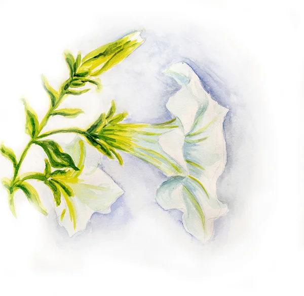 Witte petunia bloemen. Aquarel — Stockfoto