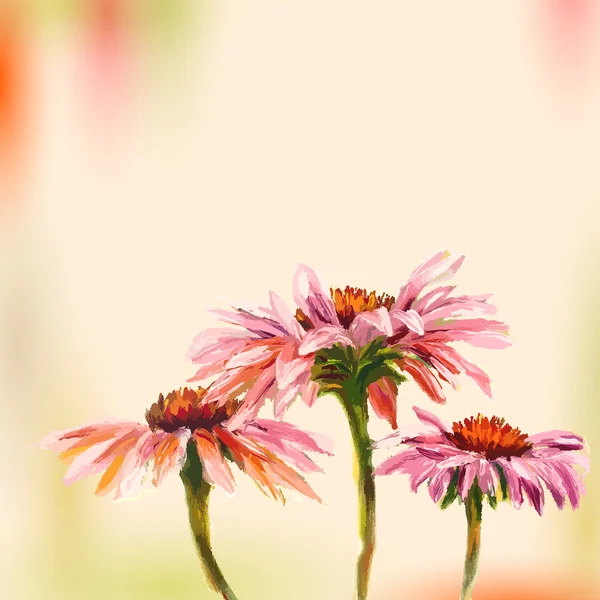 Pintura a óleo. Echinacea. Cartão de saudação . —  Vetores de Stock