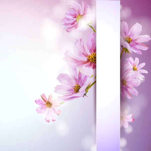 Cosmos flowers background. — Stock Vector