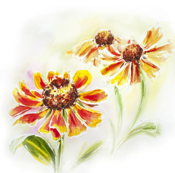 Painted watercolor card with helenium flowers — Stock Photo, Image