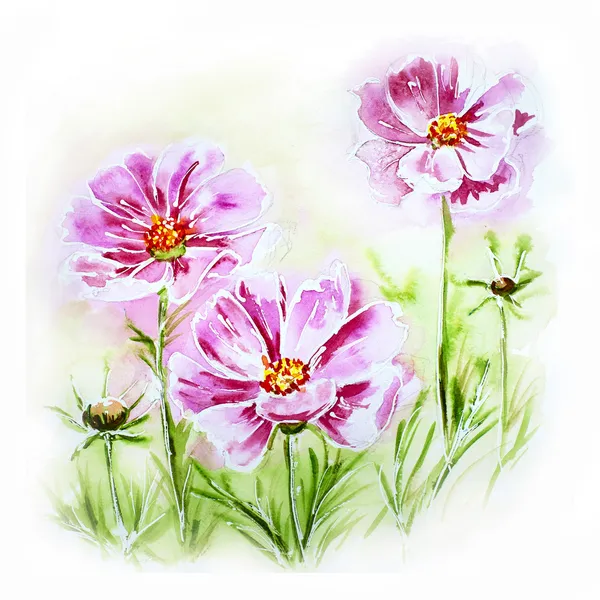 Carte aquarelle peinte avec des fleurs cosmos — Photo