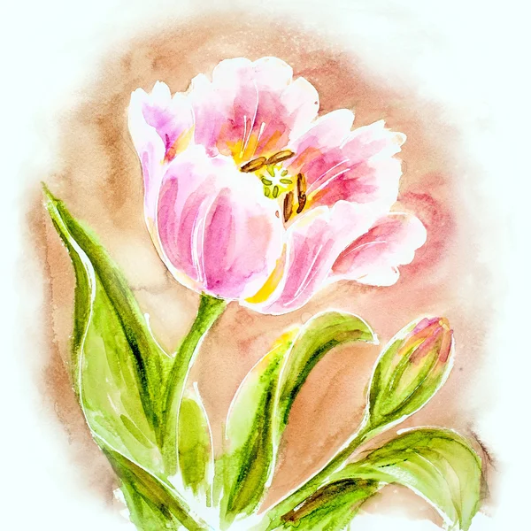 Pink tulips, watercolor painting. — Stock Photo, Image