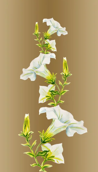 White petunia flowers. Watercolor painting. — Stock Photo, Image