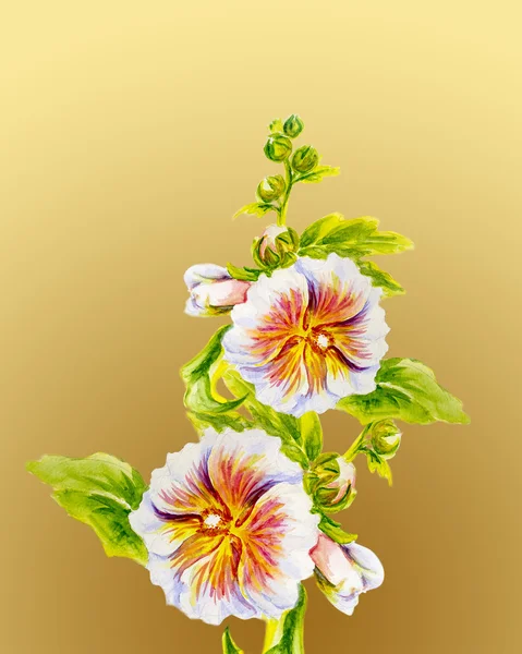 Fiori di Hollyhock. Pittura ad acquerello . — Foto Stock