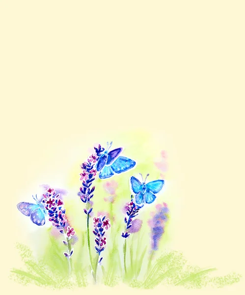 Malowane akwarela karta kwiaty lato lawenda i butterf — Zdjęcie stockowe