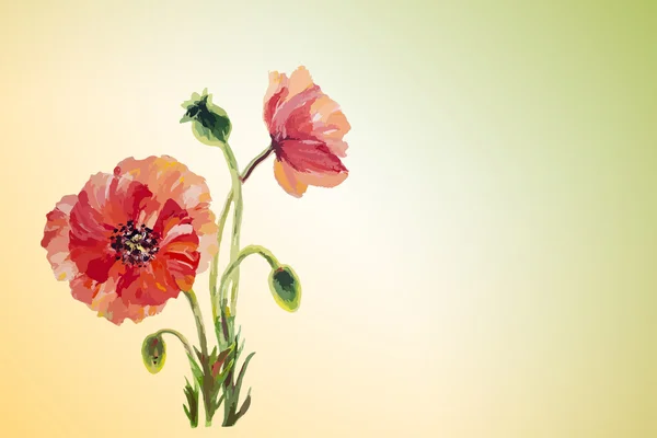 Amapolas. Plantilla de invitación flores de verano — Archivo Imágenes Vectoriales