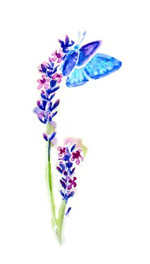 Yaz lavanta çiçekleri ve beyaz, suluboya izole kelebekler